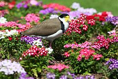 Masked Lapwing